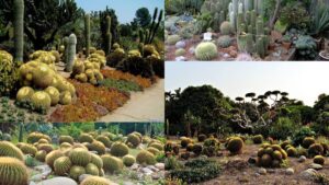 cactus park