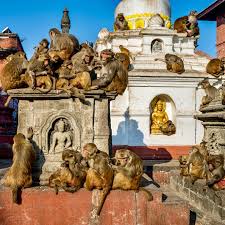 Monkey Temple